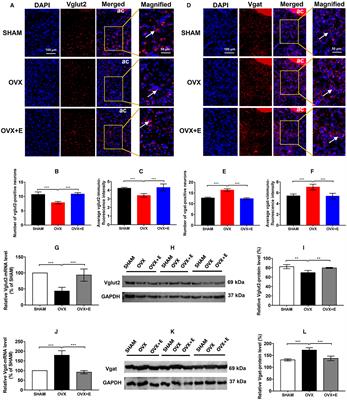 Corrigendum: Glutamatergic and GABAergic neurons in the preoptic area of the hypothalamus play key roles in menopausal hot flashes